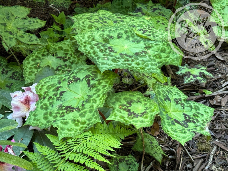 Podophyllum 'Spotty Dotty' plant from Rocky Knoll Farm