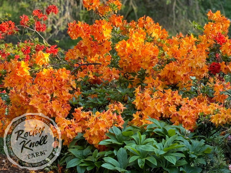 Arneson Gem plant from Rocky Knoll Farm