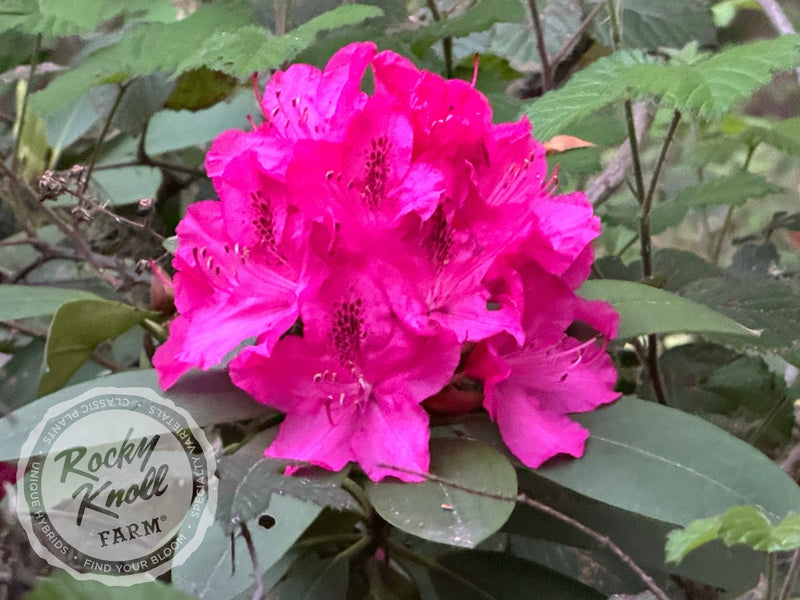 Cynthia plant from Rocky Knoll Farm