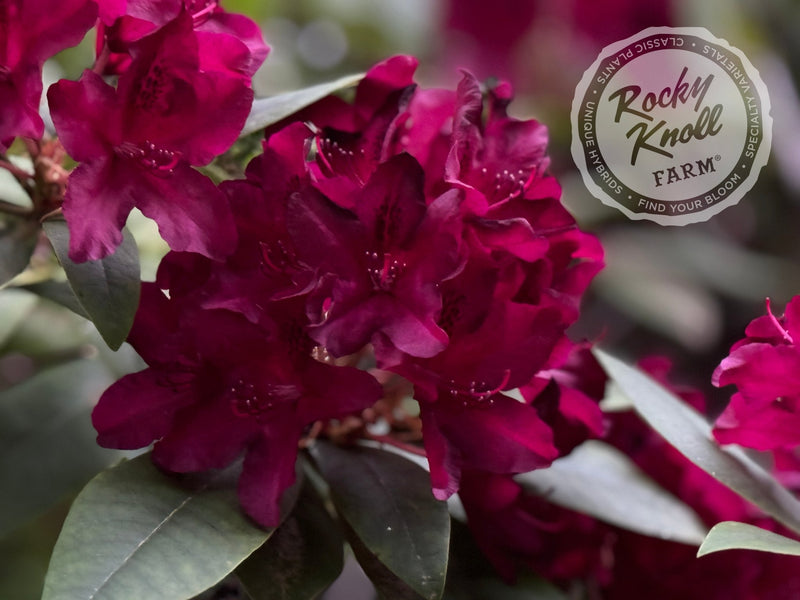 Warlock plant from Rocky Knoll Farm