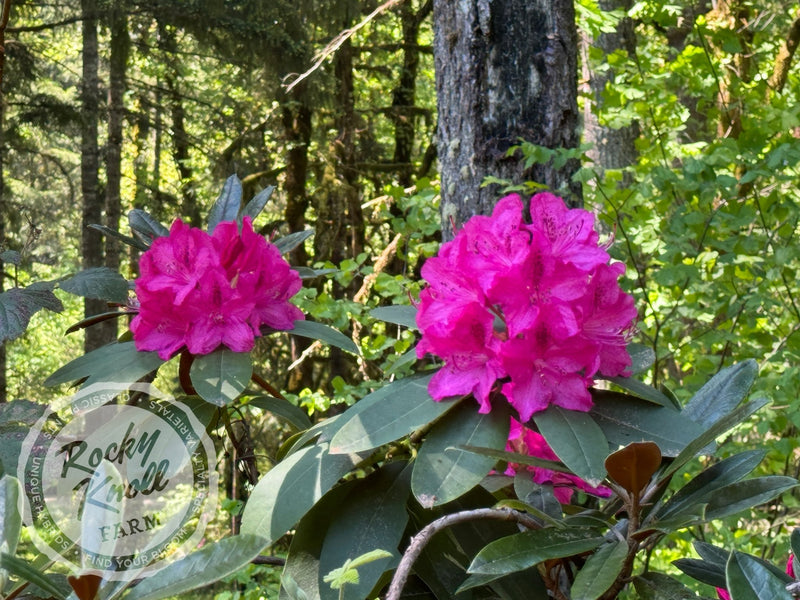 Cynthia plant from Rocky Knoll Farm
