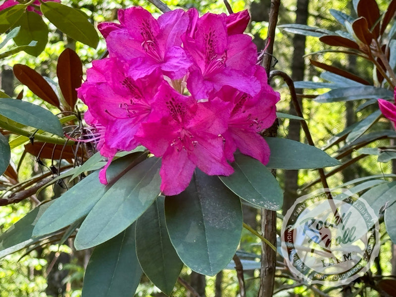 Cynthia plant from Rocky Knoll Farm