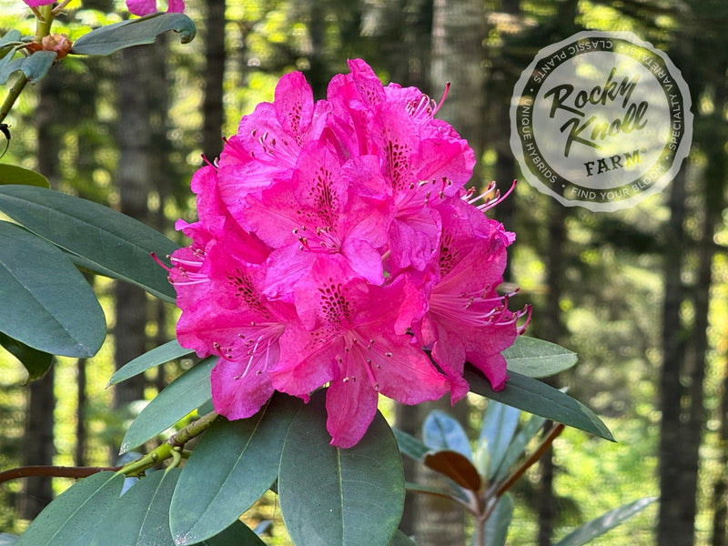 Cynthia plant from Rocky Knoll Farm