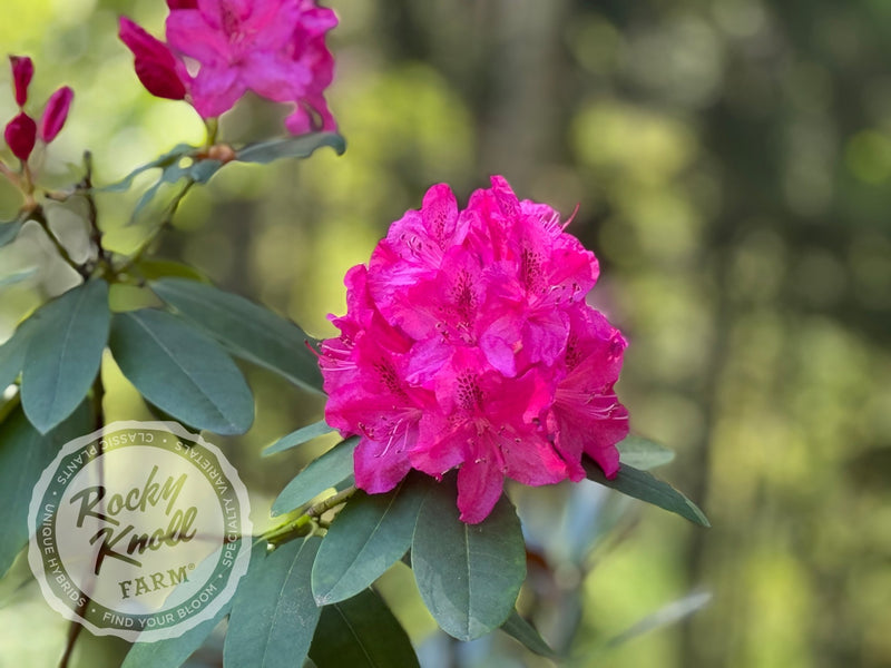 Cynthia plant from Rocky Knoll Farm