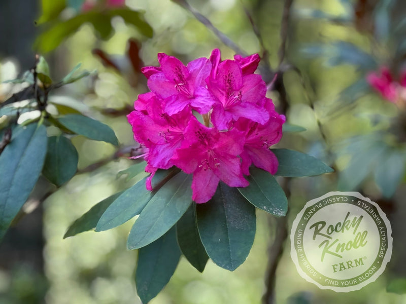 Cynthia plant from Rocky Knoll Farm