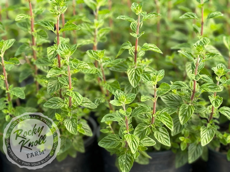 Monardella villosa 'Coyote Mint' plant from Rocky Knoll Farm