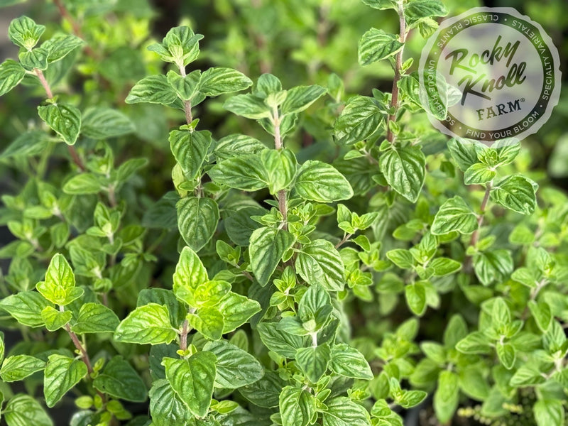 Monardella villosa 'Coyote Mint' plant from Rocky Knoll Farm