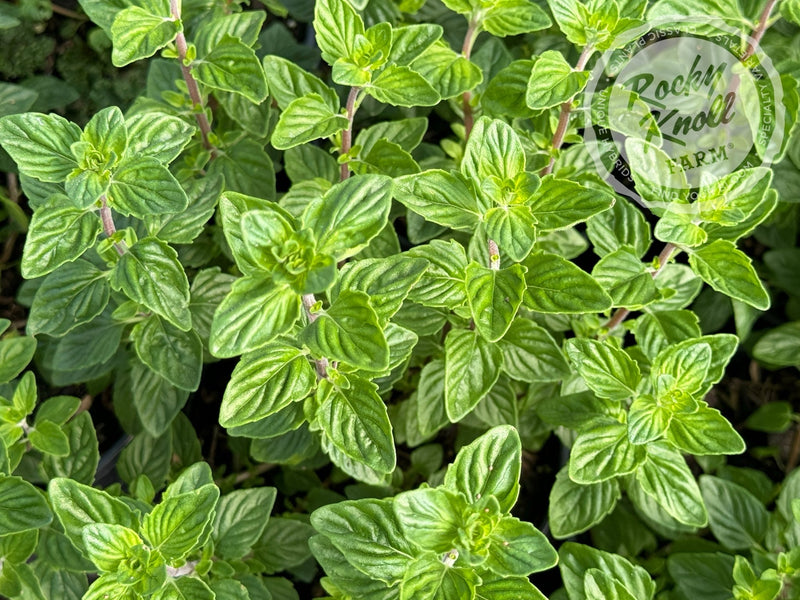 Monardella villosa 'Coyote Mint' plant from Rocky Knoll Farm