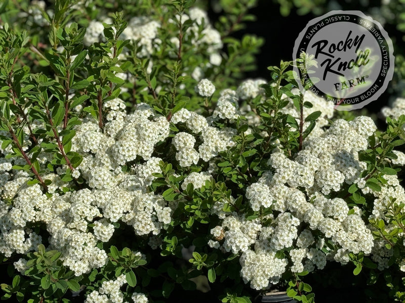 Spiraea vanhouttei plant from Rocky Knoll Farm