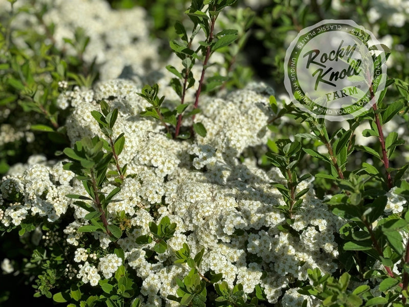 Spiraea vanhouttei plant from Rocky Knoll Farm