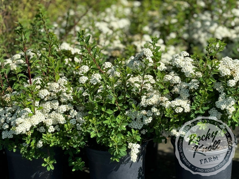 Spiraea vanhouttei plant from Rocky Knoll Farm