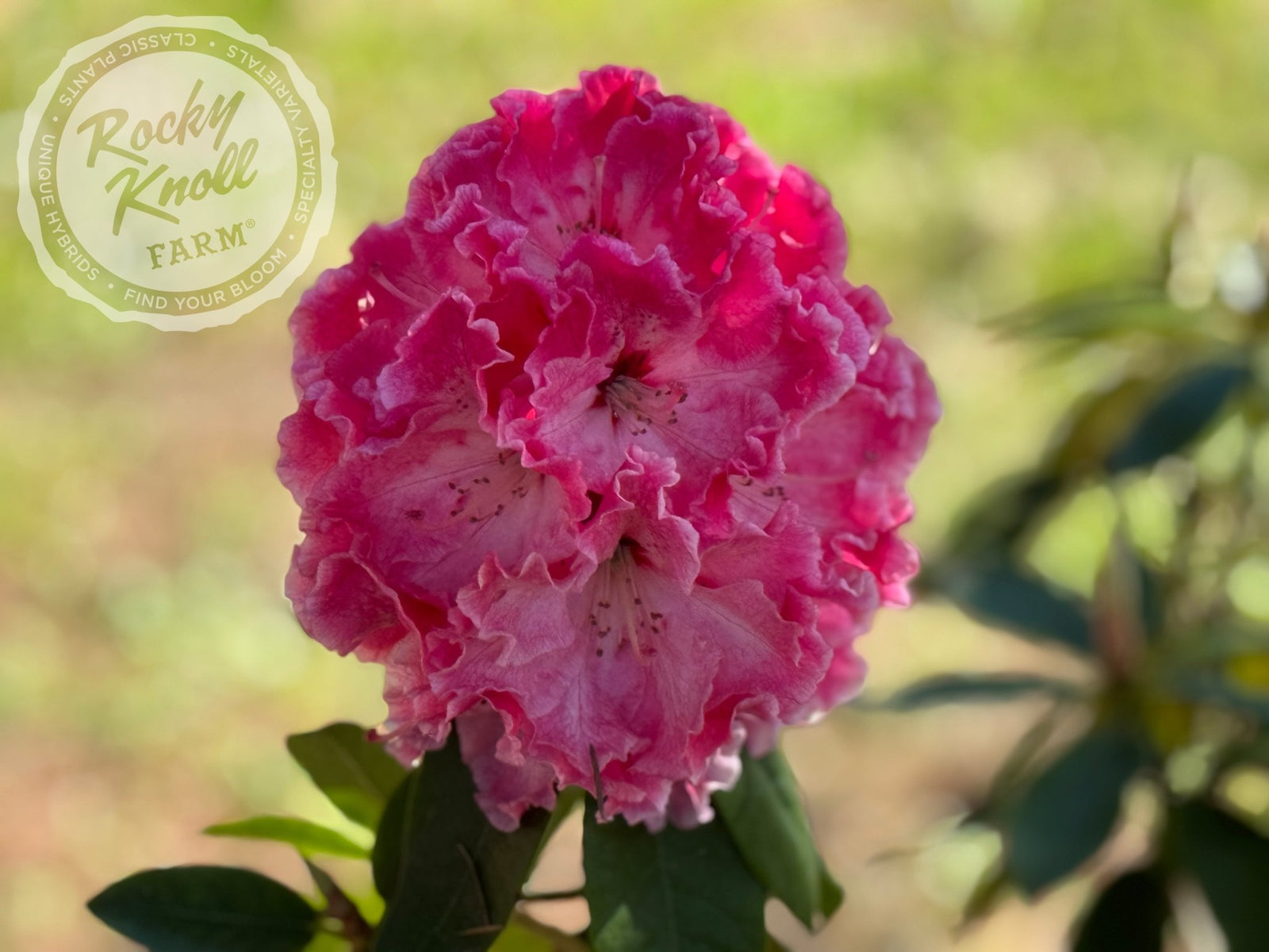 Cranberry Lace - Rocky Knoll Farm