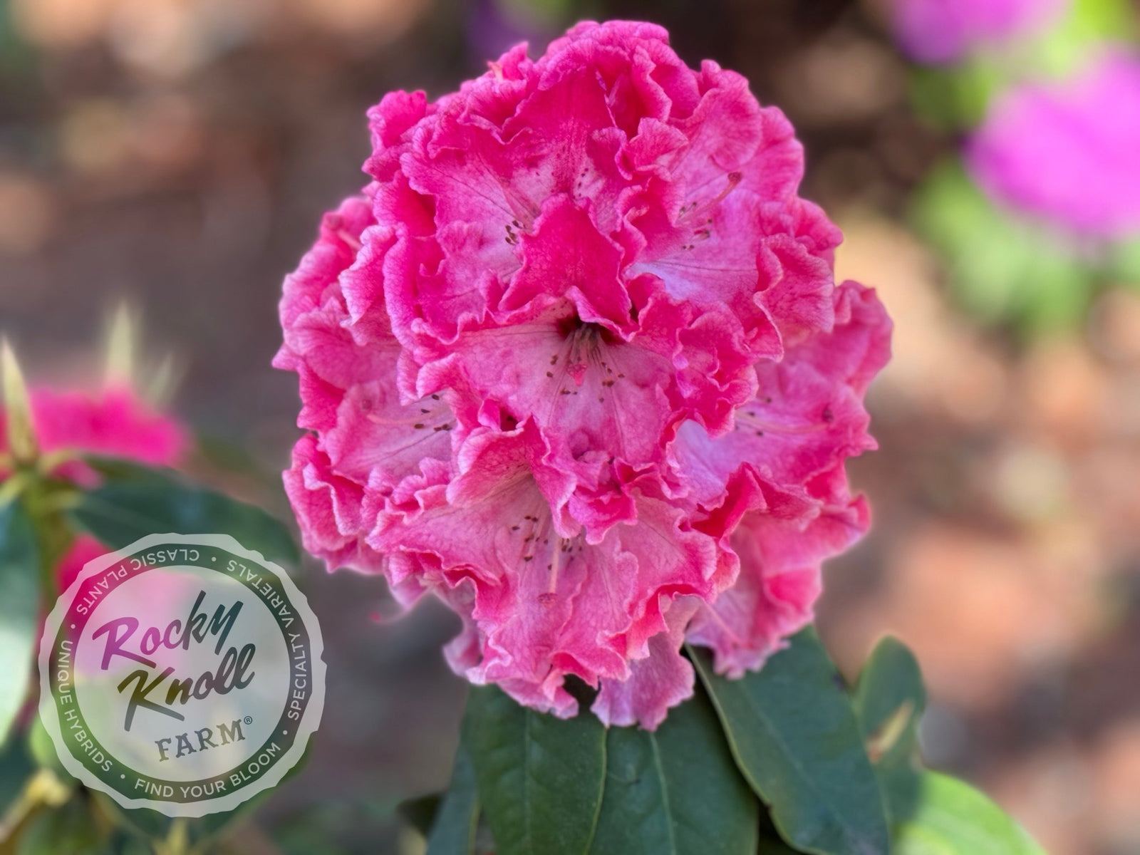 Cranberry Lace - Rocky Knoll Farm