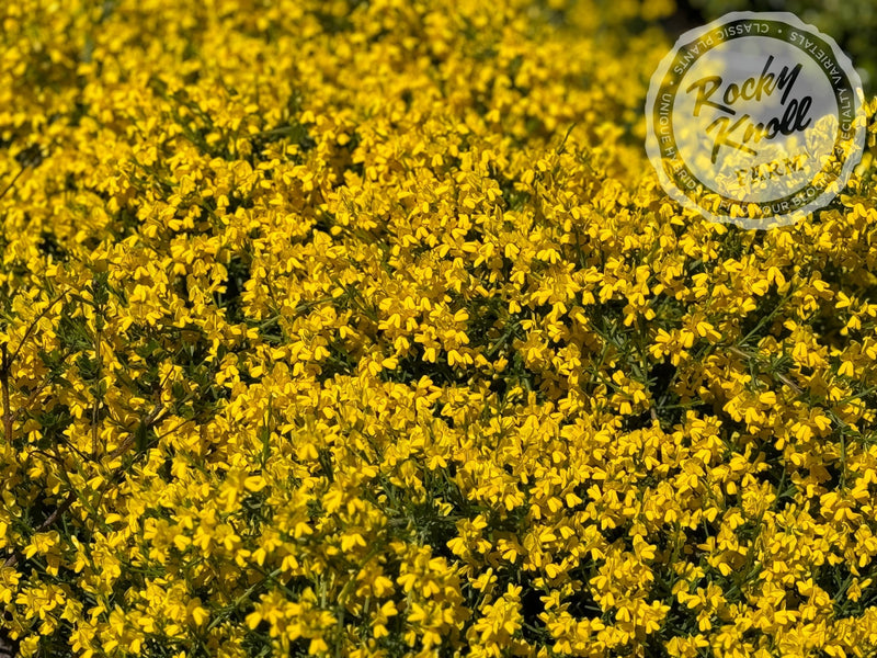 Genista lydia plant from Rocky Knoll Farm