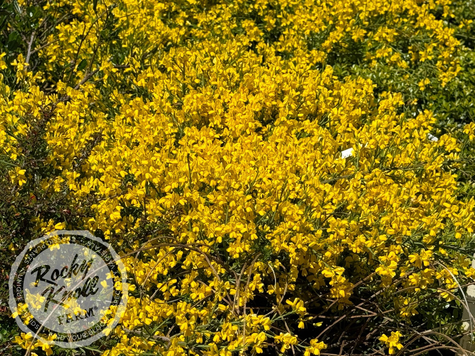 type I drop 　Majesty yellow　stina 　レオタード Genista lydia - Rocky Knoll Farm