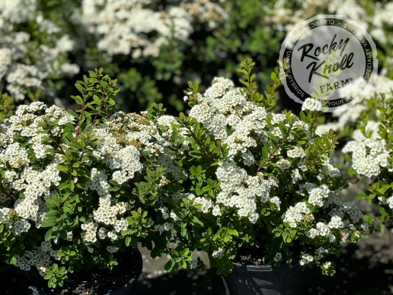 Spiraea vanhouttei plant from Rocky Knoll Farm