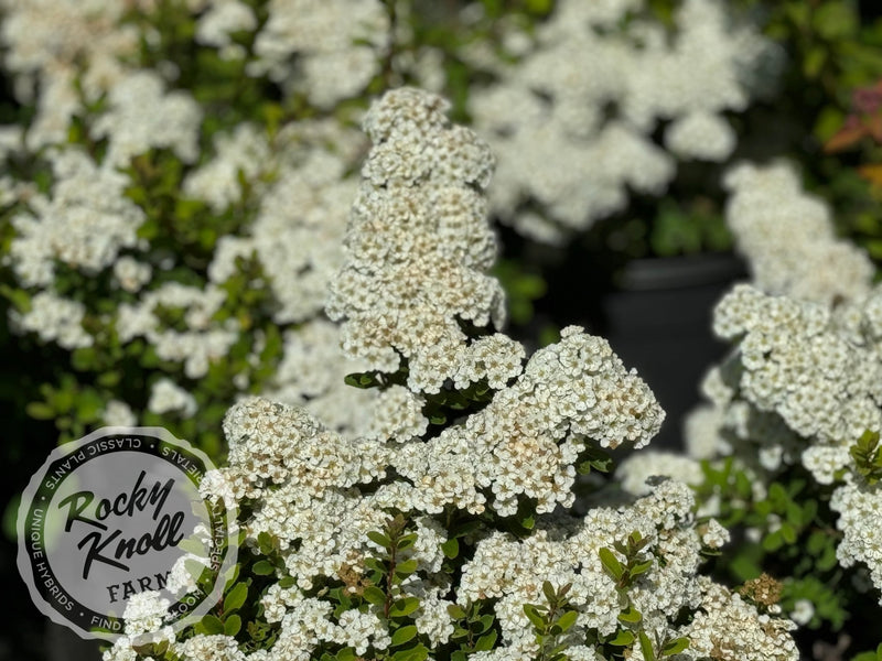 Spiraea vanhouttei plant from Rocky Knoll Farm