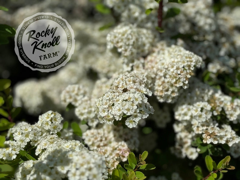Spiraea vanhouttei plant from Rocky Knoll Farm