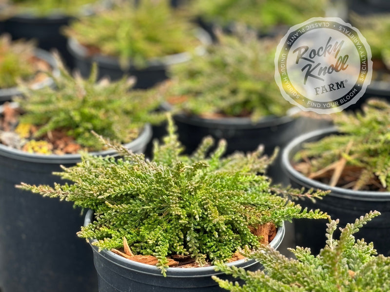 Calluna Caleb Threlkeld Heather plant from Rocky Knoll Farm