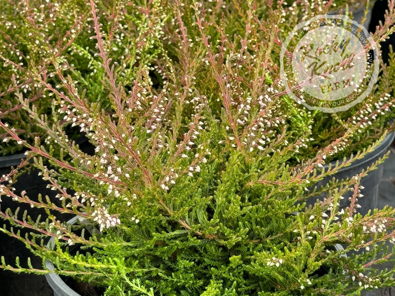 Calluna County Wicklow Heather plant from Rocky Knoll Farm