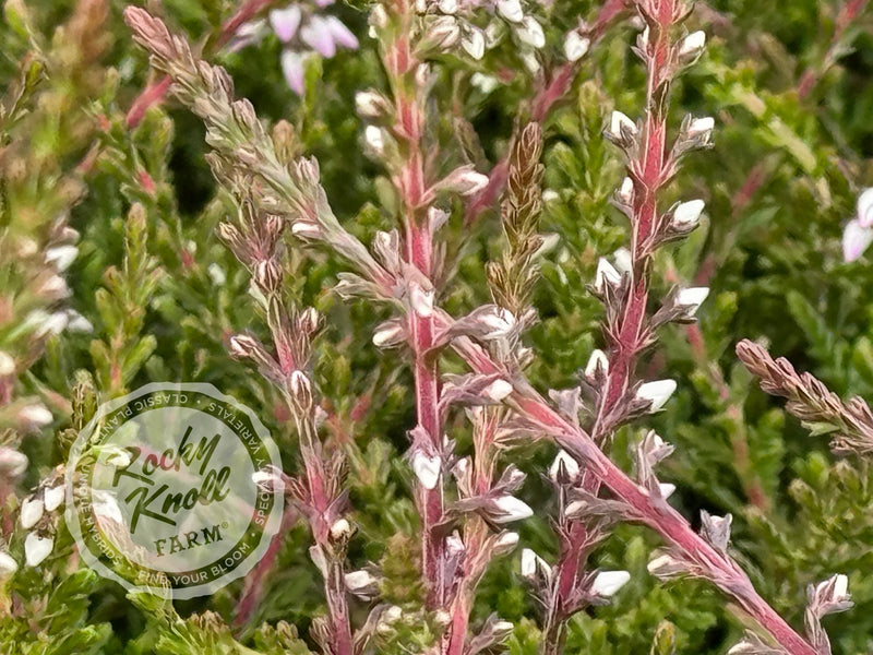 Calluna County Wicklow Heather plant from Rocky Knoll Farm