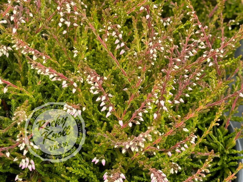 Calluna County Wicklow Heather plant from Rocky Knoll Farm