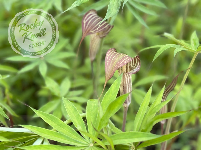 Arisaema consanguineum (Himalayan Cobra Lily) plant from Rocky Knoll Farm