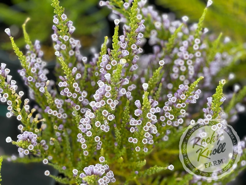 Fabiana imbricata 'Violacea' plant from Rocky Knoll Farm