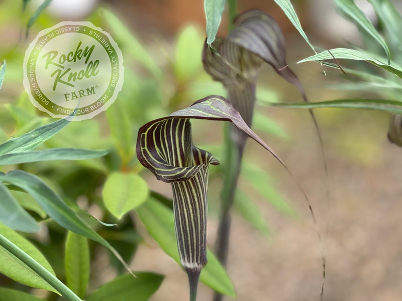 arisaema speciosum snake plant Arisaema consanguineum (Himalayan Cobra Lily)