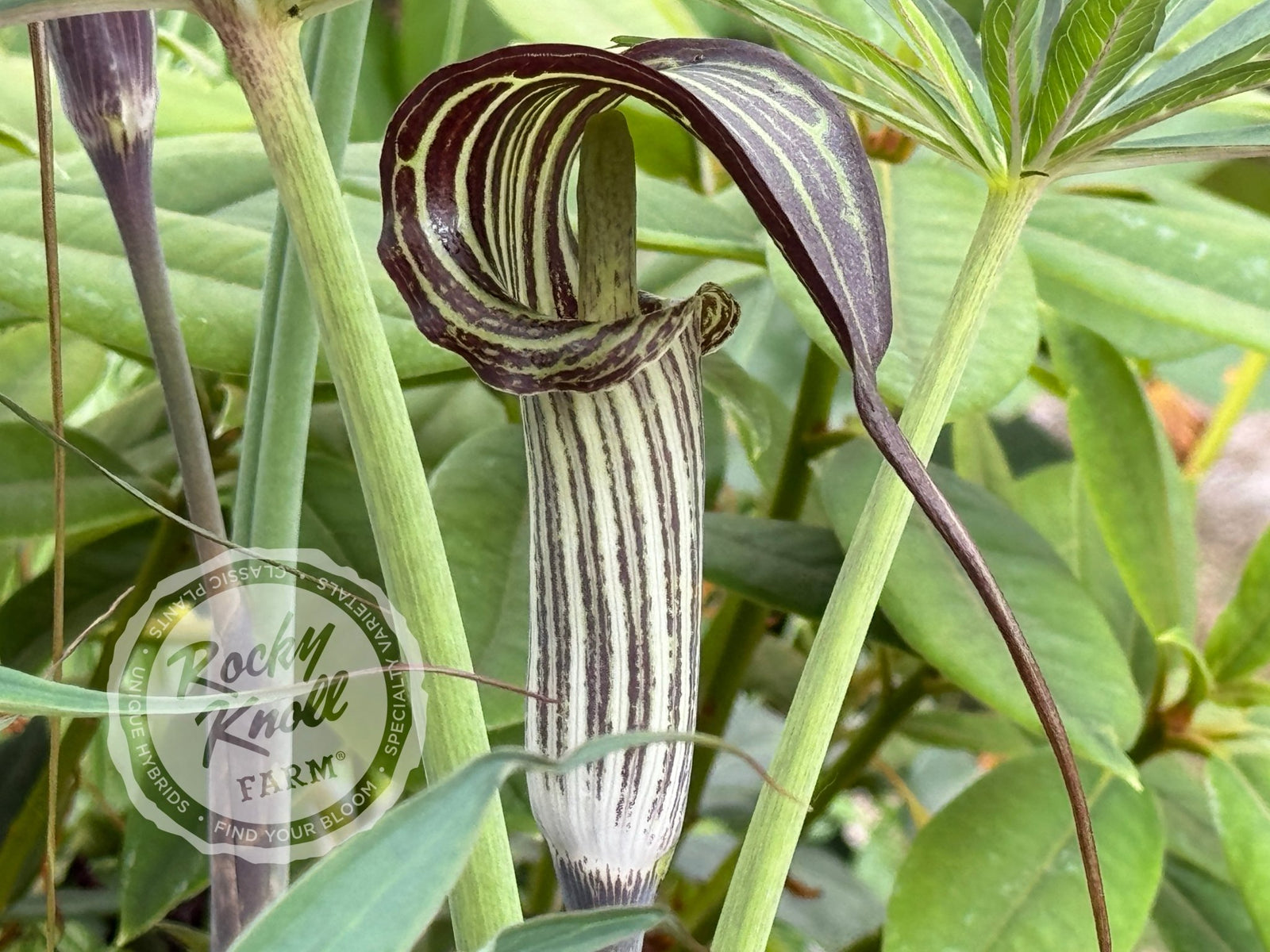 Arisaema consanguineum (Himalayan Cobra Lily)