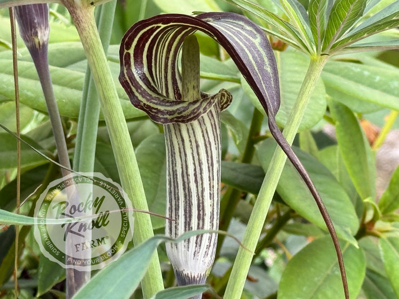 cobra lily flower Arisaema consanguineum (Himalayan Cobra Lily)