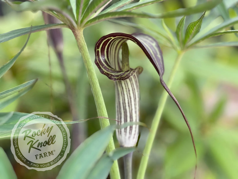 arisaema speciosum snake plant Arisaema consanguineum (Himalayan Cobra Lily)