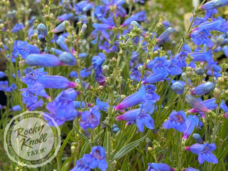 Penstemon Electric Blue plant from Rocky Knoll Farm