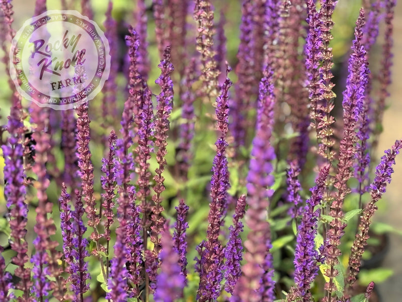 Salvia nemorosa 'Caradonna' (Sage) plant from Rocky Knoll Farm
