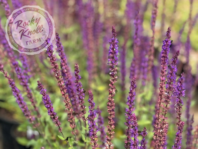 Salvia nemorosa 'Caradonna' (Sage) plant from Rocky Knoll Farm