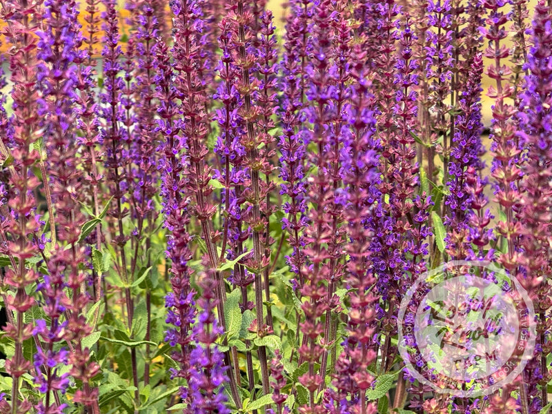 Salvia nemorosa 'Caradonna' (Sage) plant from Rocky Knoll Farm