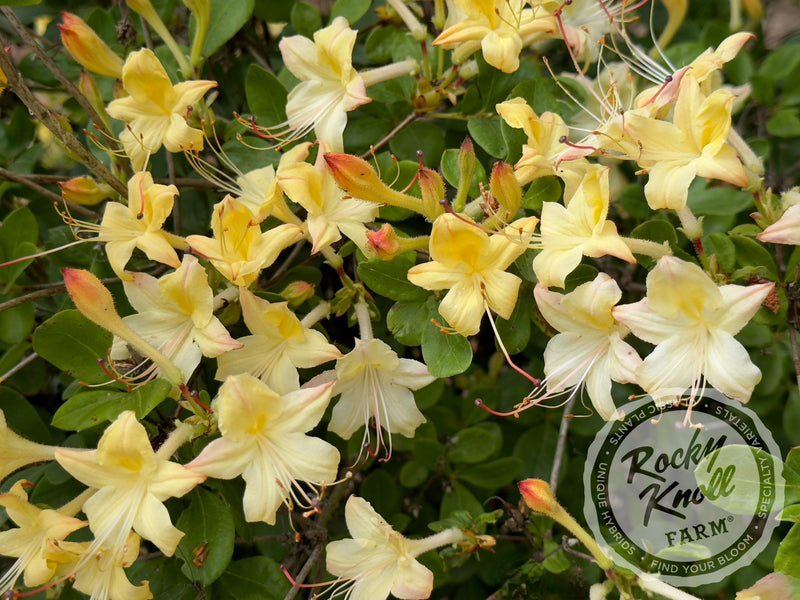 Weston's Lemon Drop plant from Rocky Knoll Farm