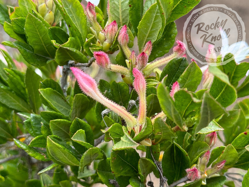R. viscosum 'Swamp Azalea' plant from Rocky Knoll Farm
