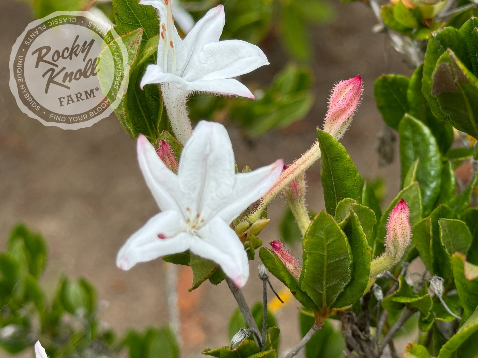 R. viscosum 'Swamp Azalea' - Rocky Knoll Farm