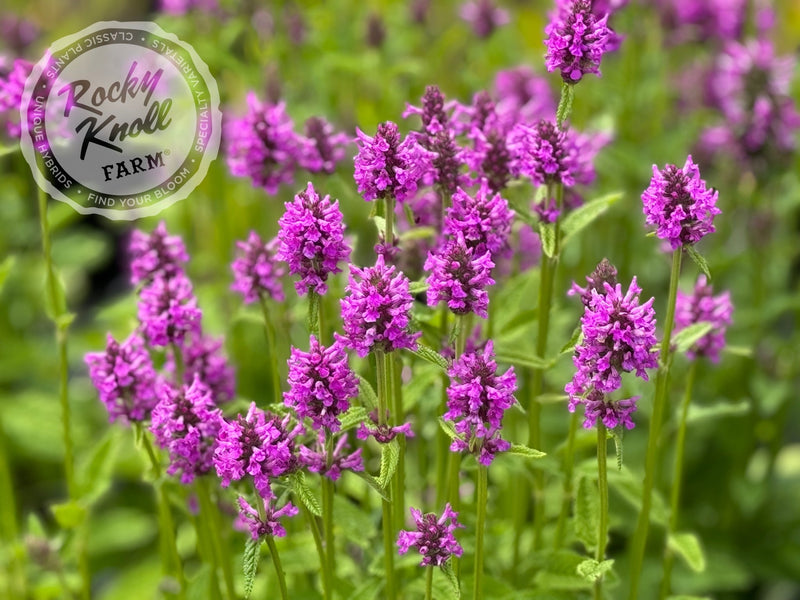 Stachys officinalis Hummelo plant from Rocky Knoll Farm