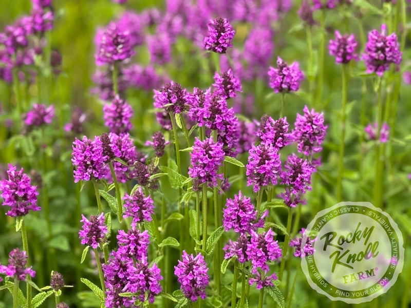 Stachys officinalis Hummelo plant from Rocky Knoll Farm