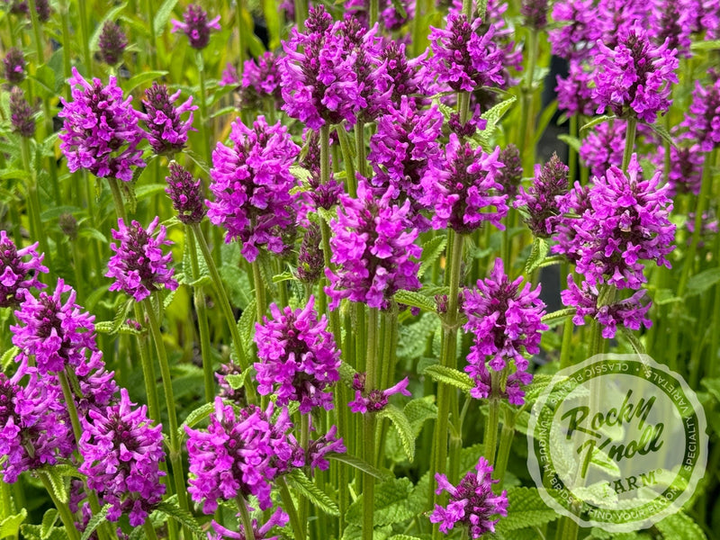 Stachys officinalis Hummelo plant from Rocky Knoll Farm