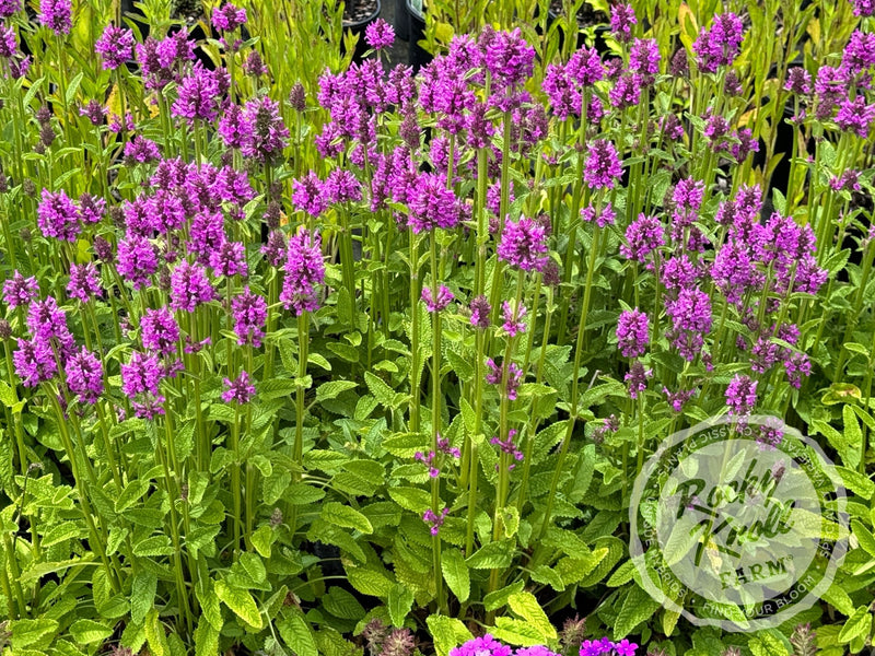 Stachys officinalis Hummelo plant from Rocky Knoll Farm