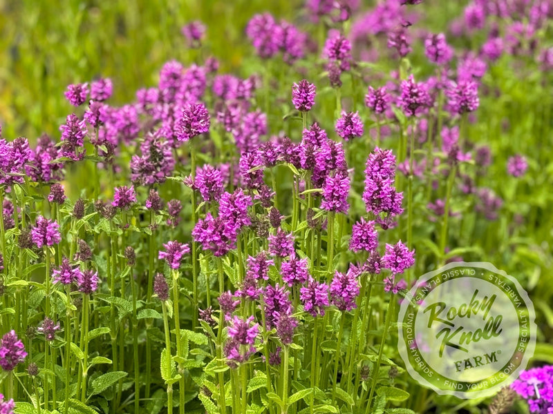 Stachys officinalis Hummelo plant from Rocky Knoll Farm