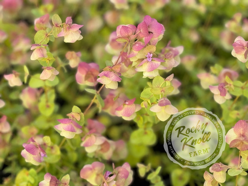 Kent Beauty oregano plant from Rocky Knoll Farm