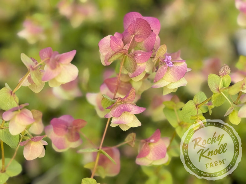 Kent Beauty oregano plant from Rocky Knoll Farm