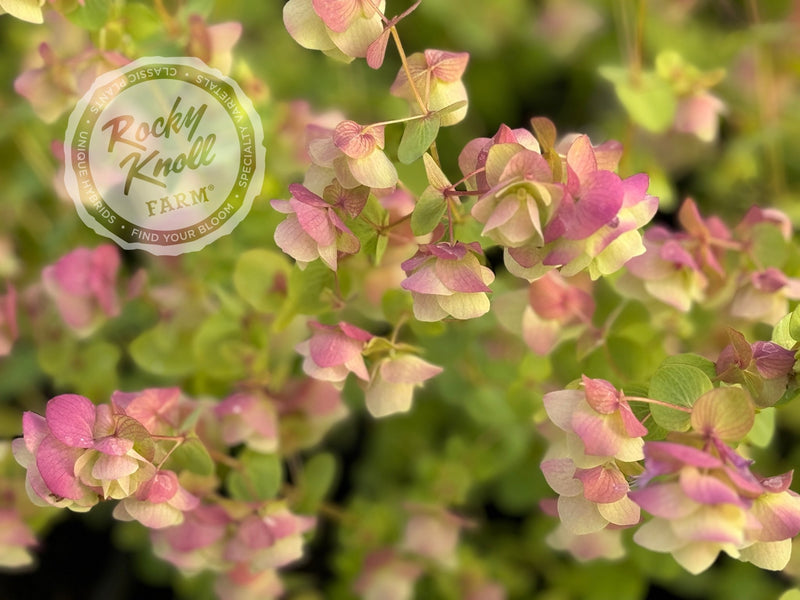 Kent Beauty oregano plant from Rocky Knoll Farm
