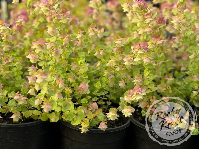 Kent Beauty oregano plant from Rocky Knoll Farm