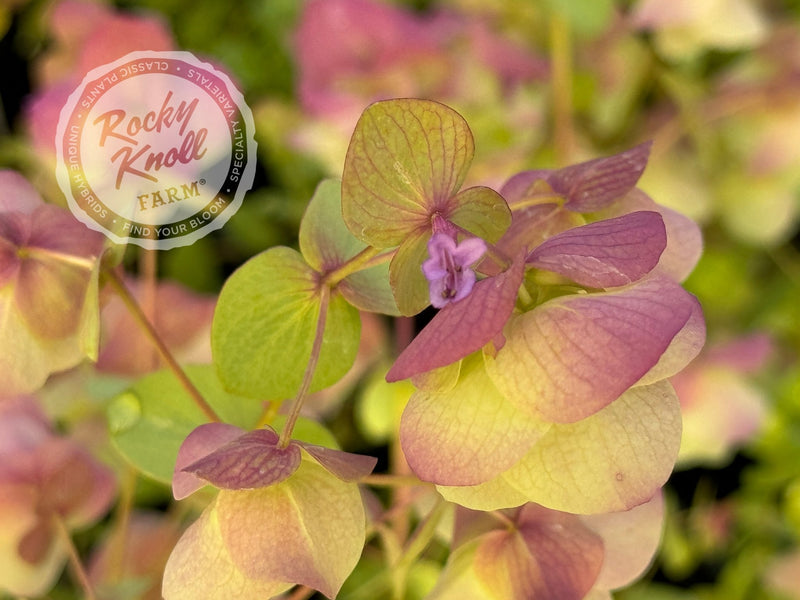 Kent Beauty oregano plant from Rocky Knoll Farm
