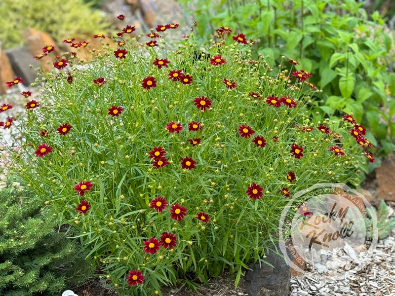 Coreopsis Big Bang Mercury Rising tickseed plant from Rocky Knoll Farm